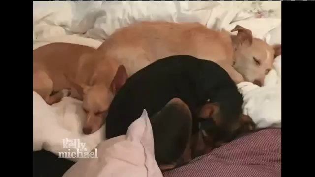 Ashley-Greene-dot_nl-7april2016LiveWithKellyAndMichael0157.jpg Ashley-Greene-dot_nl-7april2016LiveWithKellyAndMichael0157.jpg