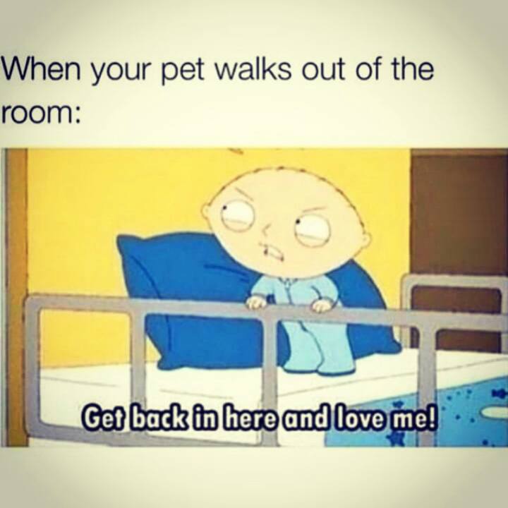 30 Juli: So true. #needyownerproblems
 30 Juli: So true. #needyownerproblems