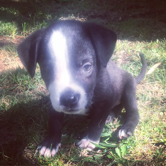 14 Oktober: Thanks for letting me baby sit little Lucille Baller @olivia_khoury @schmeath
14 Oktober: Thanks for letting me baby sit little Lucille Baller @olivia_khoury @schmeath