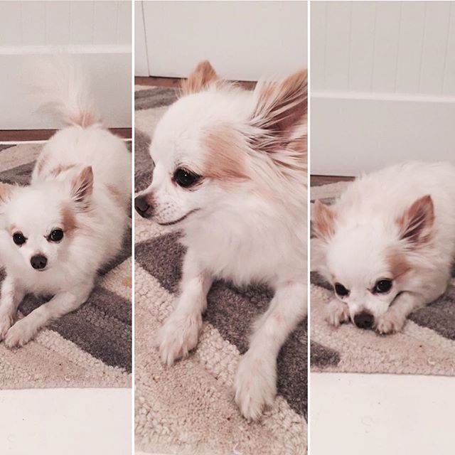 25 November: My new little buddy for the holiday Mr. Spanky 😍 #puppylove
25 November: My new little buddy for the holiday Mr. Spanky 😍 #puppylove