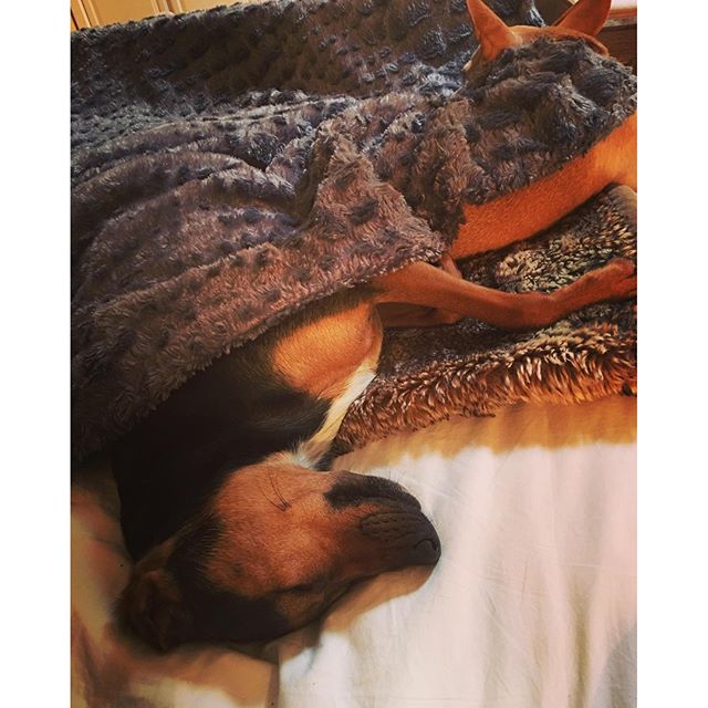07 maart: I mean really..... What dog cuddles like this?? @paulkhoury #shouldibeworried #puppylove #indy #cuddlebuddies #lovethem
