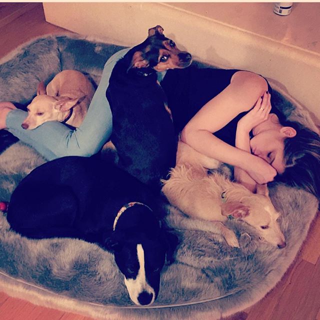 13 Mei: @paulkhoury you're sneaky! Caught me cuddling/sleeping with puppies on the most comfy dog bed known to man. #puppylove
13 Mei: @paulkhoury you're sneaky! Caught me cuddling/sleeping with puppies on the most comfy dog bed known to man. #puppylove