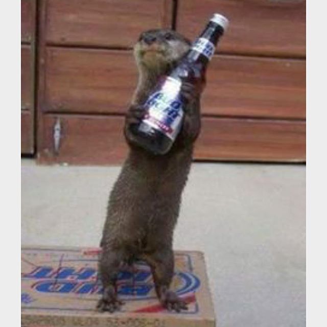 17 Juni: Friday got me like .... #tgif 😂 Also- I want an otter. #otterlove
 17 Juni: Friday got me like .... #tgif 😂 Also- I want an otter. #otterlove