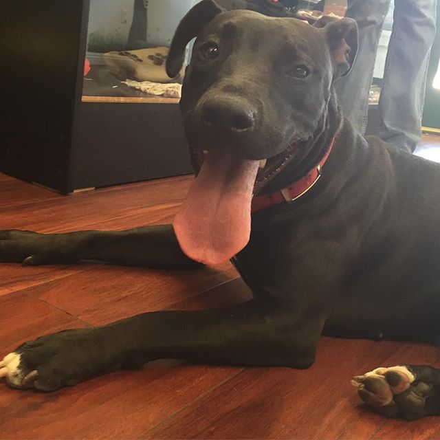 30 Juni: This sweet little 10 month pit lab girl was found hiding under a dumpster two weeks ago. She's now healthy and happy again. She needs love, exercise, and a forever home. She's very gentle, a little shy, but quickly warms up! She is currently at Animalia NoHo (818) 423-2363
30 Juni: This sweet little 10 month pit lab girl was found hiding under a dumpster two weeks ago. She's now healthy and happy again. She needs love, exercise, and a forever home. She's very gentle, a little shy, but quickly warms up! She is currently at Animalia NoHo (818) 423-2363