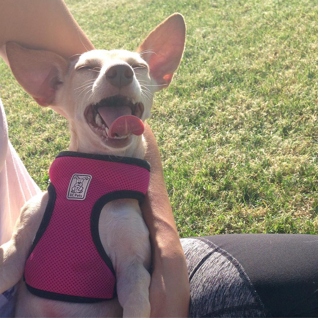 14 september: Current mood. #iwantmydogslife
