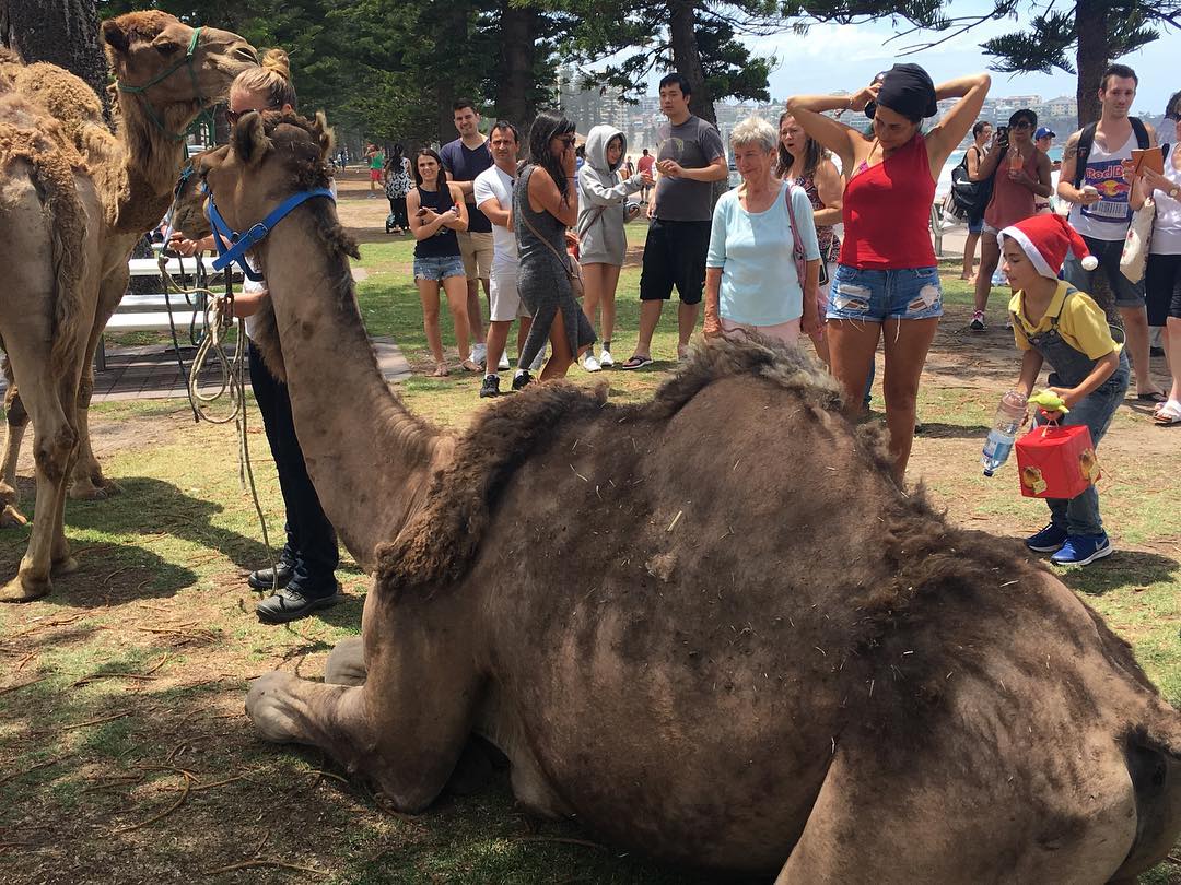 24 december: Just your normal camel surprise while visiting Manly Beach. #australia #camel

