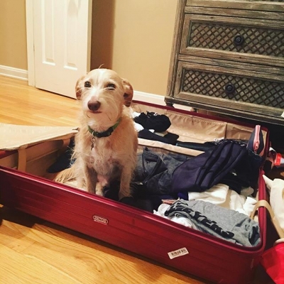 11 april: Ralph's at it again. #suitcasebandit
