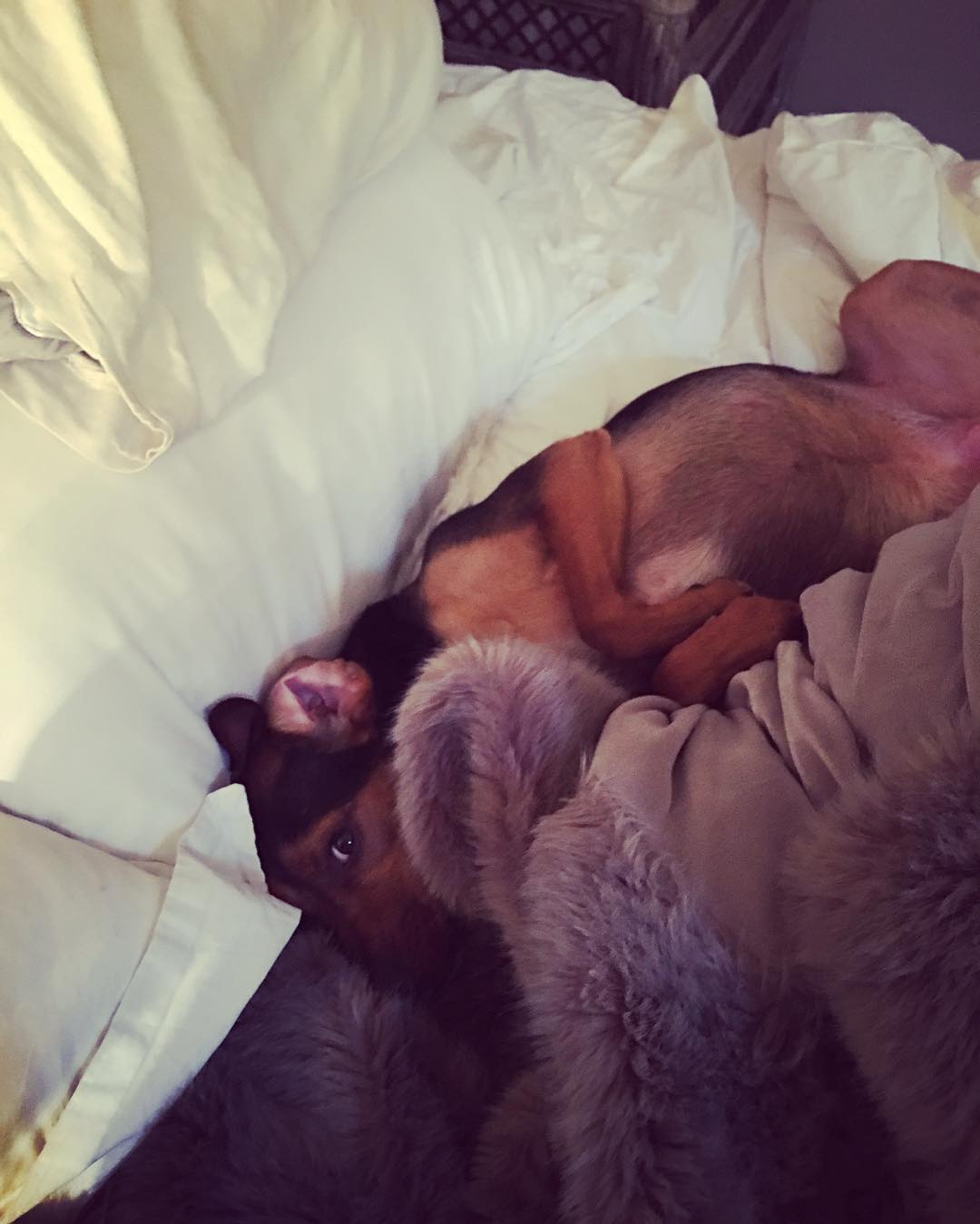 18 januari: I wake up, get stuff done and come back to find this adorable sight .... #Wow what a hard life she lives. #itsadogslife #indy #cuddlebuddy

