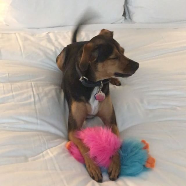 01 mei: Safe to say that Indy loves her new toys. #puppylove #playtime

