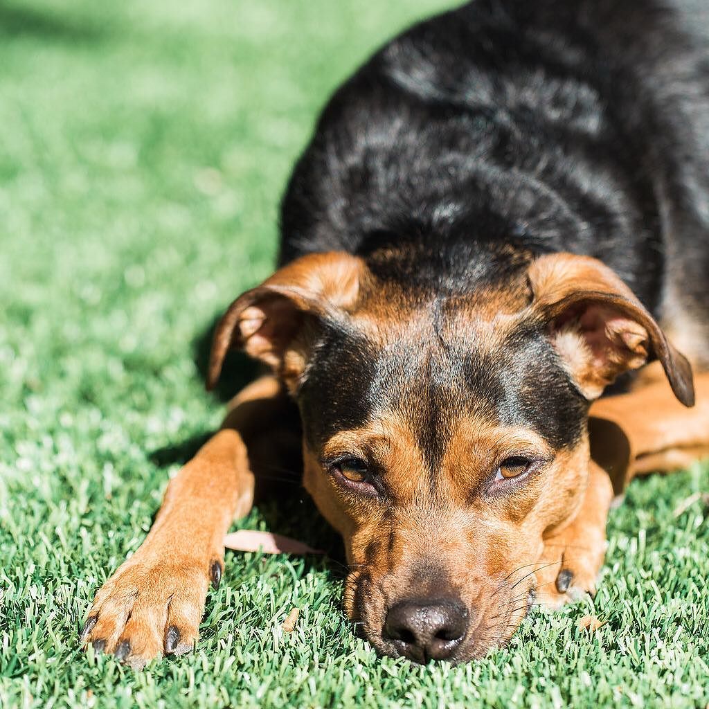 19 mei: Indy working on her tan.
