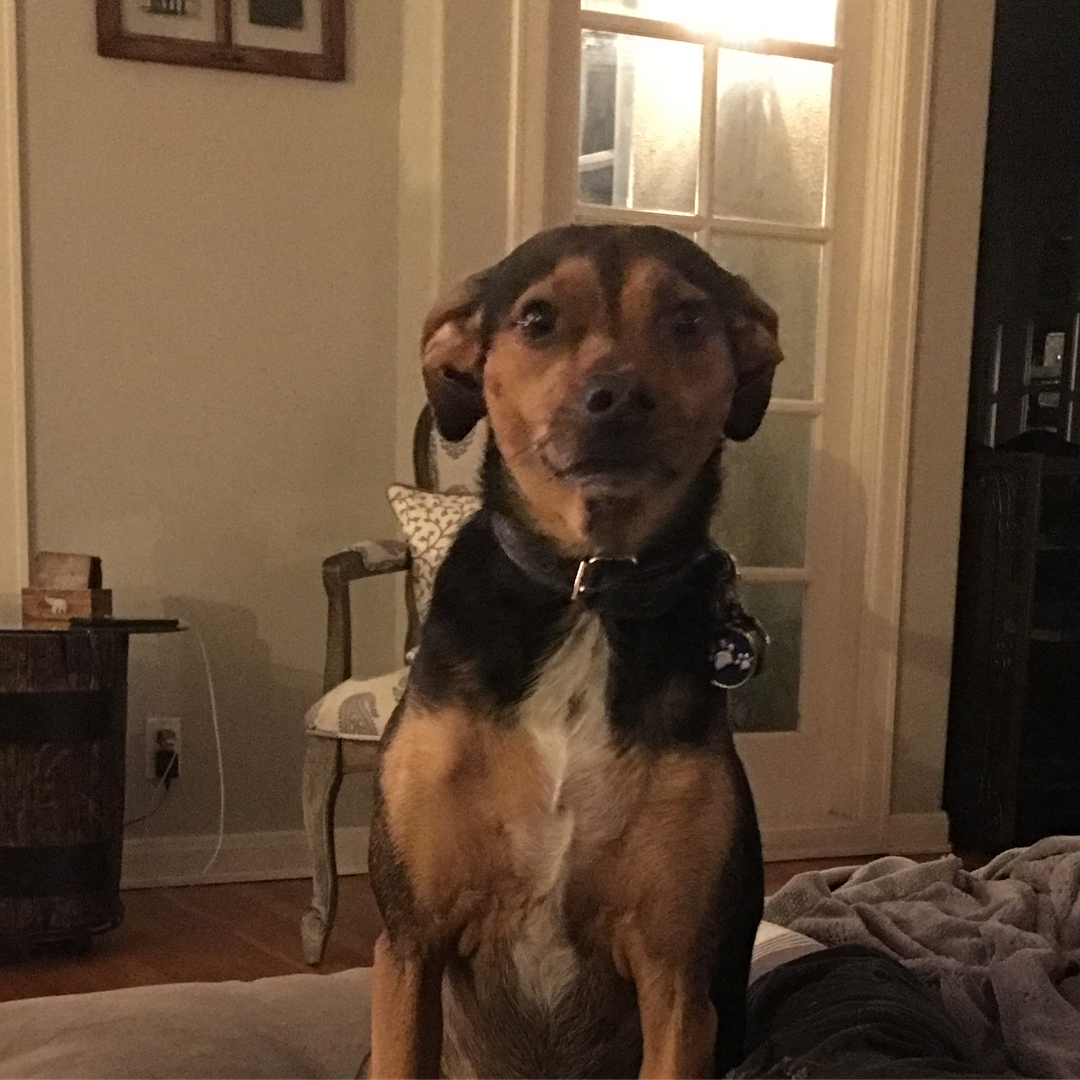 20 januari: It’s official, I’m home. #puppylove #homesweethome #indy
