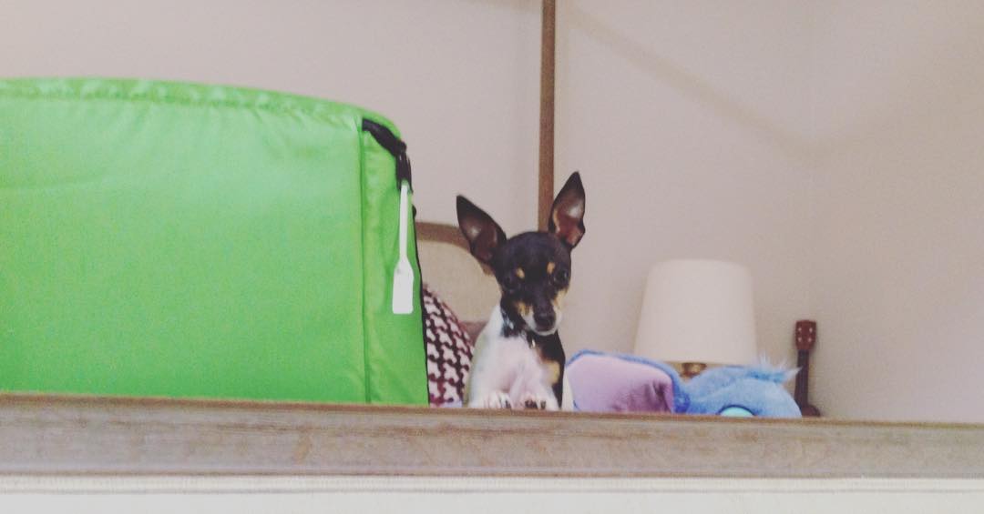28 februari: I️ feel like 200 Theo’s could fit in my green lunch box. And yes that’s his pet stitch laying beside him...
