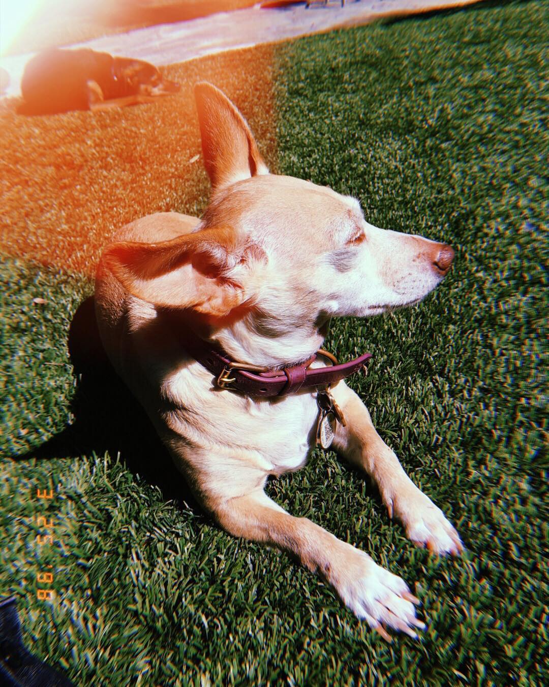 27 april: 💖🐶🐶
