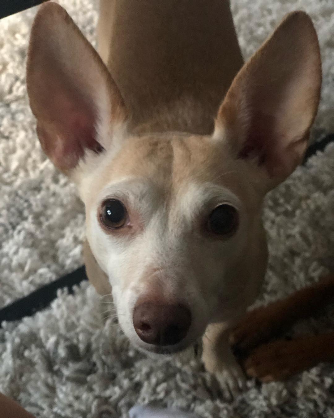 15 maart: Pure #puppylove
15 maart: Pure #puppylove