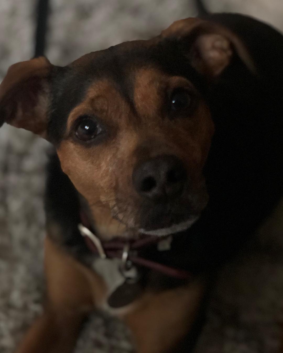 15 maart: Pure #puppylove
