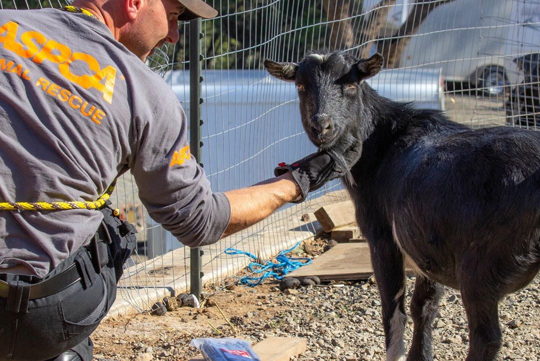 1 november: Guys, once again I’m calling all angels and asking for help... The @ASPCA has been on the ground assisting animals impacted by the Kincade wildfire that has devastated Northern California. Please consider supporting their fire relief efforts by visiting aspca.org/CaliforniaFires #CAwildfires
