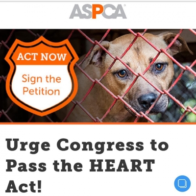 01 mei: We only need a few more signatures guys.... Less than ONE MINUTE out of your day could change the course of so many animals lives. Visit Www.aspca.org 🙏 and sign our petition ❤️ (link in bio)
