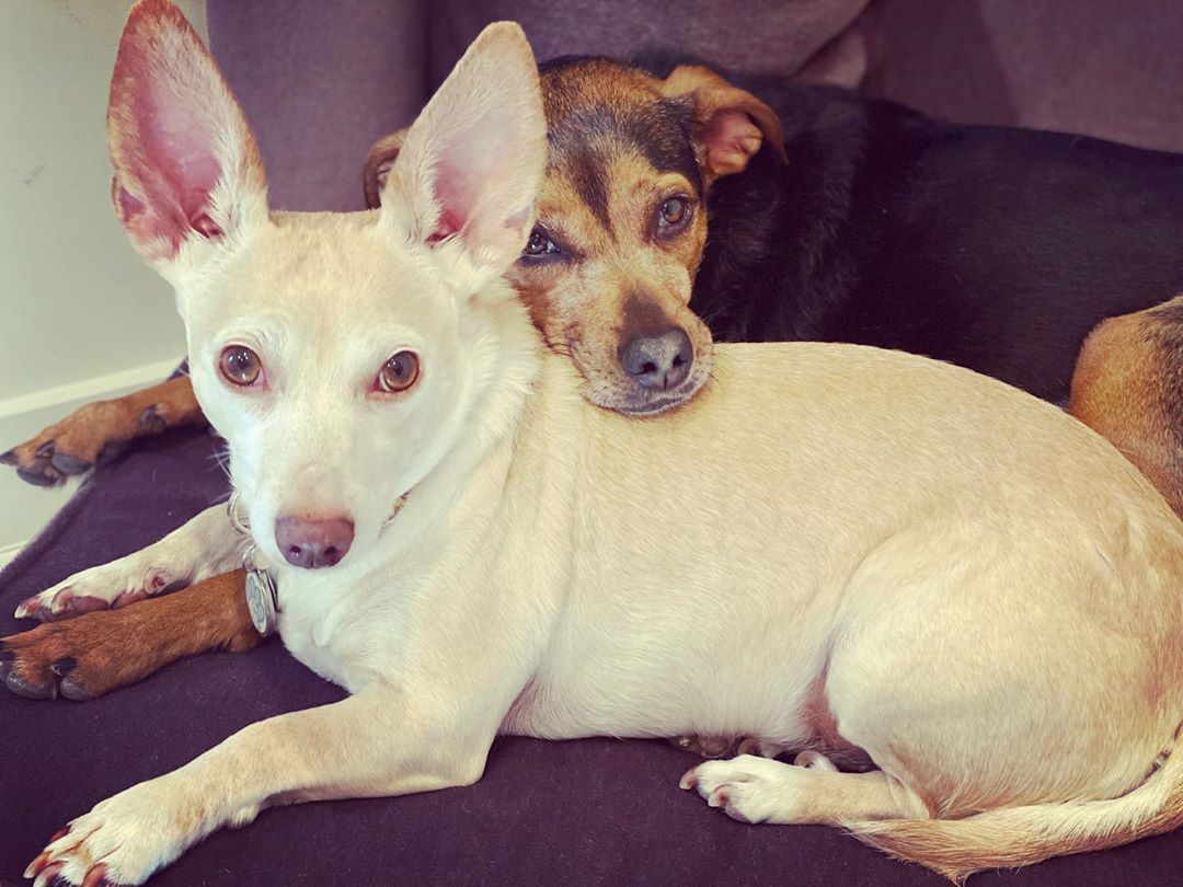 30 januari: The apples of my eye. #indy #rosie #puppylove
