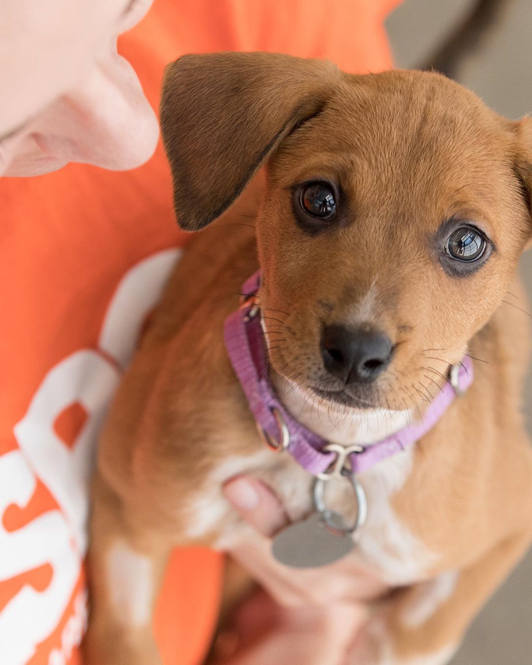 01 april: The @ASPCA is urgently seeking donations for their COVID-19 Relief and Recovery Initiative to help pets, pet owners, and animal welfare organizations impacted by the pandemic. Please consider supporting their lifesaving efforts:
www.ASPCA.org/COVID19Fund
01 april: The @ASPCA is urgently seeking donations for their COVID-19 Relief and Recovery Initiative to help pets, pet owners, and animal welfare organizations impacted by the pandemic. Please consider supporting their lifesaving efforts:
www.ASPCA.org/COVID19Fund