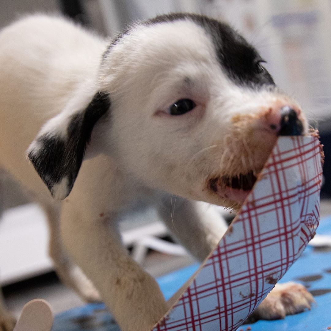 01 april: The @ASPCA is urgently seeking donations for their COVID-19 Relief and Recovery Initiative to help pets, pet owners, and animal welfare organizations impacted by the pandemic. Please consider supporting their lifesaving efforts:
www.ASPCA.org/COVID19Fund
01 april: The @ASPCA is urgently seeking donations for their COVID-19 Relief and Recovery Initiative to help pets, pet owners, and animal welfare organizations impacted by the pandemic. Please consider supporting their lifesaving efforts:
www.ASPCA.org/COVID19Fund