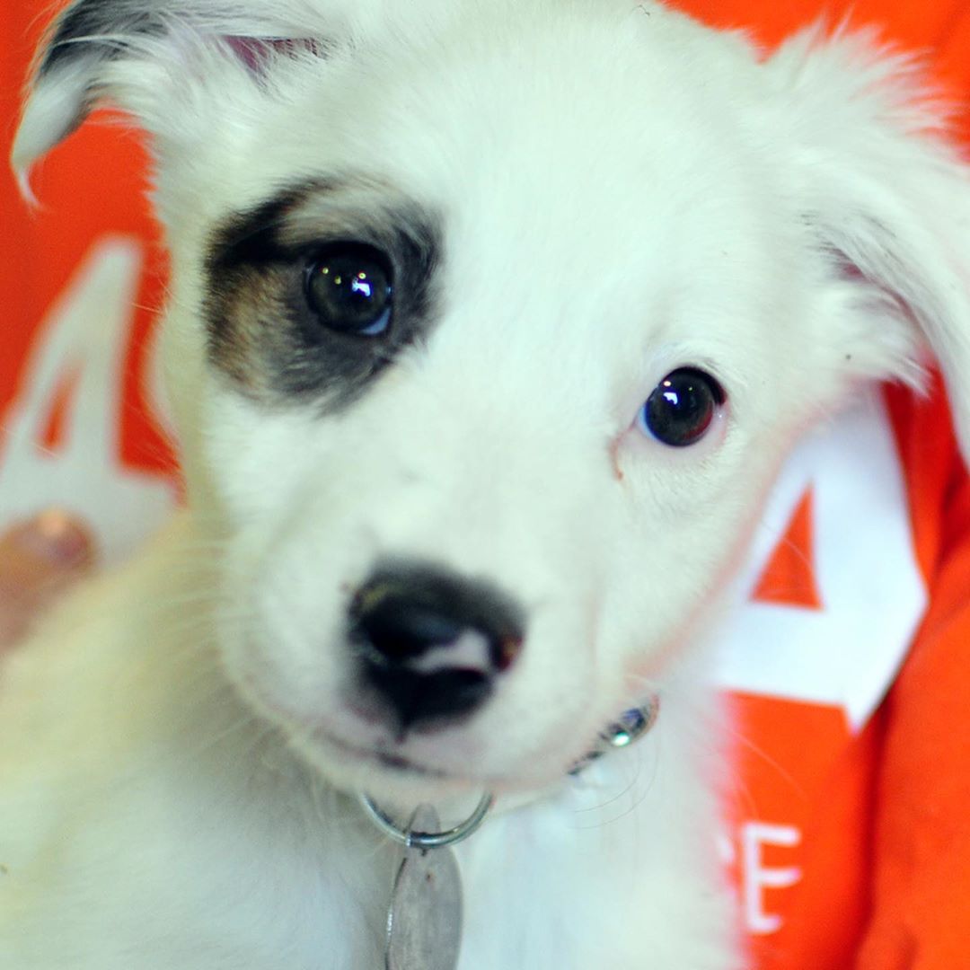 01 april: The @ASPCA is urgently seeking donations for their COVID-19 Relief and Recovery Initiative to help pets, pet owners, and animal welfare organizations impacted by the pandemic. Please consider supporting their lifesaving efforts:
www.ASPCA.org/COVID19Fund
