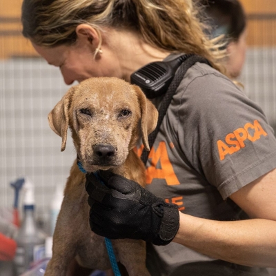 01 april: The @ASPCA is urgently seeking donations for their COVID-19 Relief and Recovery Initiative to help pets, pet owners, and animal welfare organizations impacted by the pandemic. Please consider supporting their lifesaving efforts:
www.ASPCA.org/COVID19Fund
