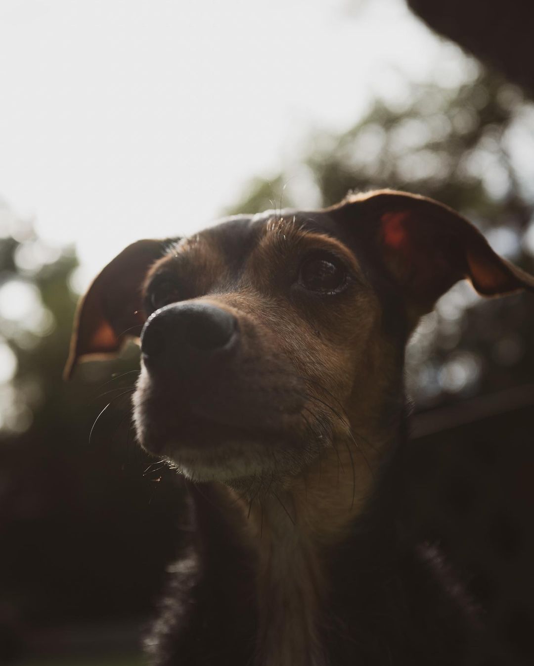 05 februari: My sweet little girl, Indy. You gave us more unconditional love and joy than I ever thought possible and I'm forever grateful. Although there is a hole in my heart right now, that only time can heal, knowing you're at peace now gives me comfort. Heaven gained a very special angel. Thank you for being our girl. #RIP
INDY KHOURY 02/12/2012- 02/03/2021

