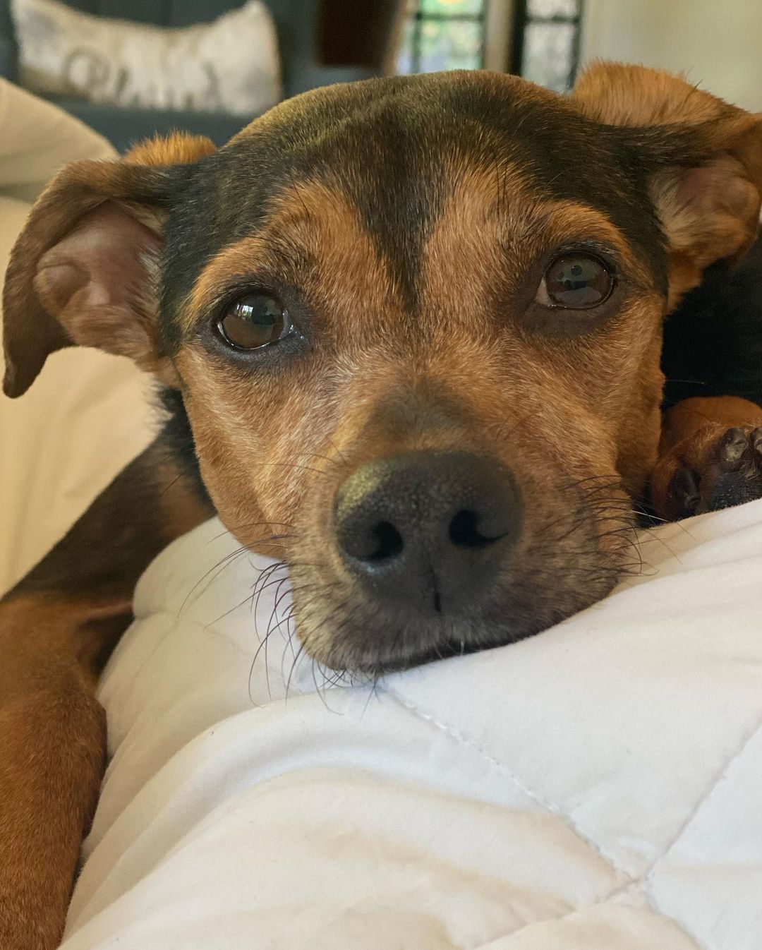 05 februari: My sweet little girl, Indy. You gave us more unconditional love and joy than I ever thought possible and I'm forever grateful. Although there is a hole in my heart right now, that only time can heal, knowing you're at peace now gives me comfort. Heaven gained a very special angel. Thank you for being our girl. #RIP
INDY KHOURY 02/12/2012- 02/03/2021
