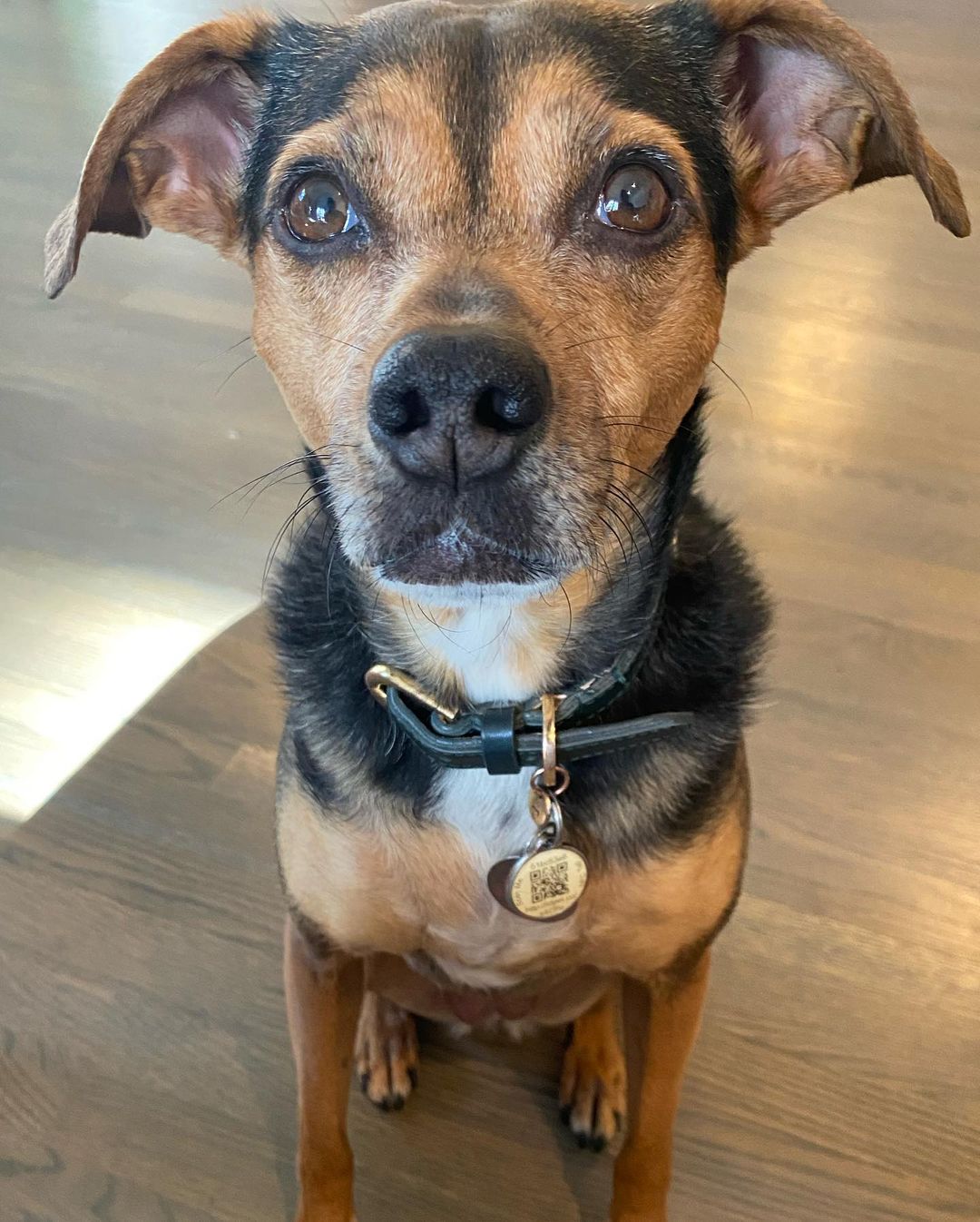 05 februari: My sweet little girl, Indy. You gave us more unconditional love and joy than I ever thought possible and I'm forever grateful. Although there is a hole in my heart right now, that only time can heal, knowing you're at peace now gives me comfort. Heaven gained a very special angel. Thank you for being our girl. #RIP
INDY KHOURY 02/12/2012- 02/03/2021
