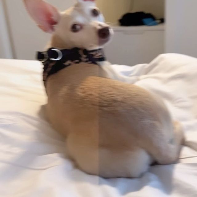 14 oktober: My first reel ever is a PSA: humans aren't supposed to be perfect... But dogs are perfect. Specifically Rosie

