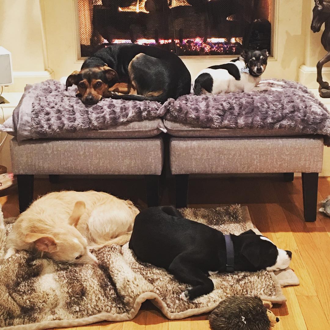 17 december 2015; Such a pups life over here @ashleygreene @olivia_khoury @marycasey29 @paulkhoury
