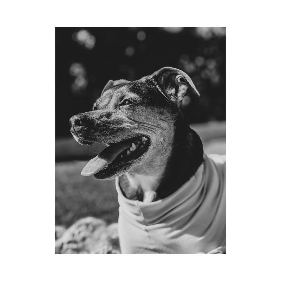 17 februari 2020: This dog makes me so happy! @indy_khoury #mansbestfriend #leicaphotography #leica #puppylove
