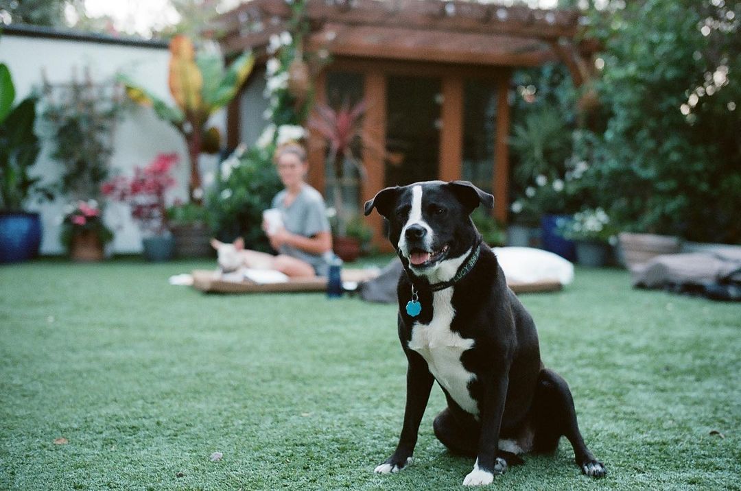 26 oktober 2021: @leicacamerausa I got my #leicam6 locked and loaded and have officially fallen in love with film. Getting it developed is like Christmas morning. #backyardvibes #leicaphotography

