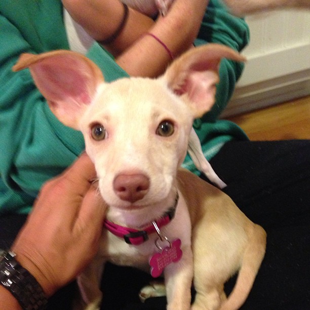 28 juni 2013: Meet Rose @ashleygreene
 28 juni 2013: Meet Rose @ashleygreene