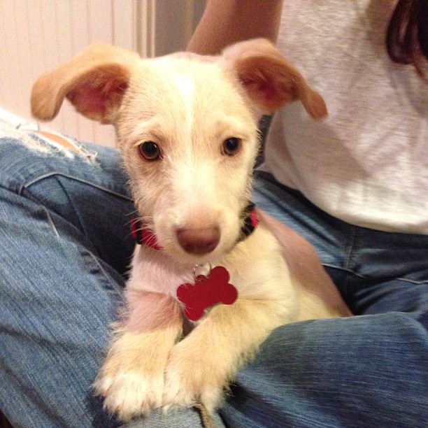 28 juni 2013: Meet Ralph @ashleygreene
