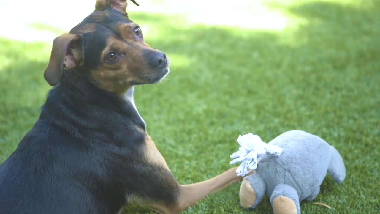 Ashley-Greene-dot-nl_ClickMyCloset0237.jpg Ashley-Greene-dot-nl_ClickMyCloset0237.jpg