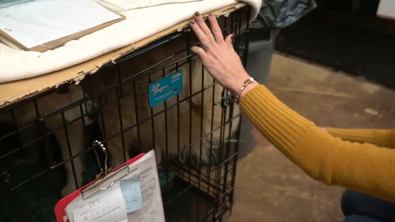 Ashley-Greene-dot-nl_ASPCA0043.jpg Ashley-Greene-dot-nl_ASPCA0043.jpg