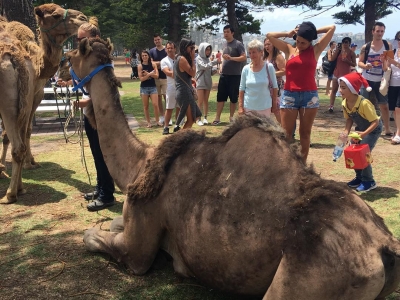24 december: Just your normal camel surprise while visiting Manly Beach. #australia #camel
